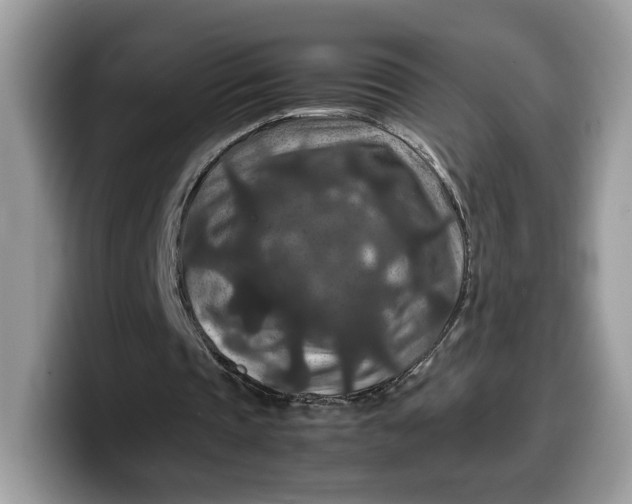 X0000099570337200805301545