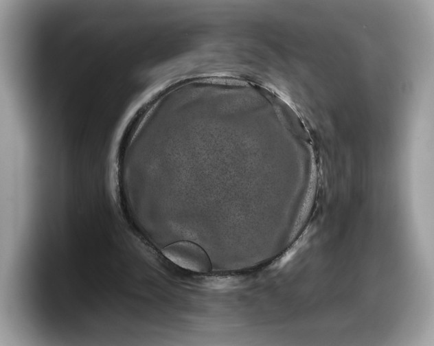 X0000099570342200805301545
