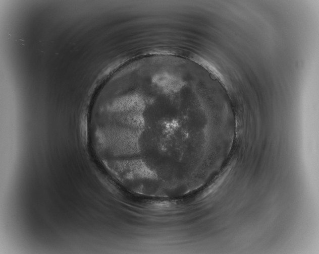 X0000099570349200805301545