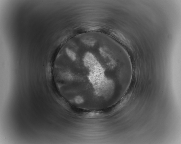 X0000099570366200805301545