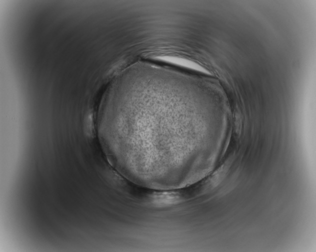 X0000099570378200805301545