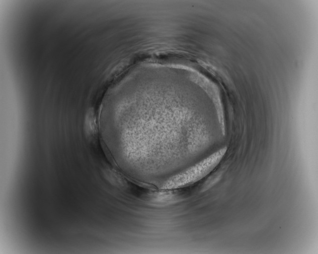 X0000099570384200805301545