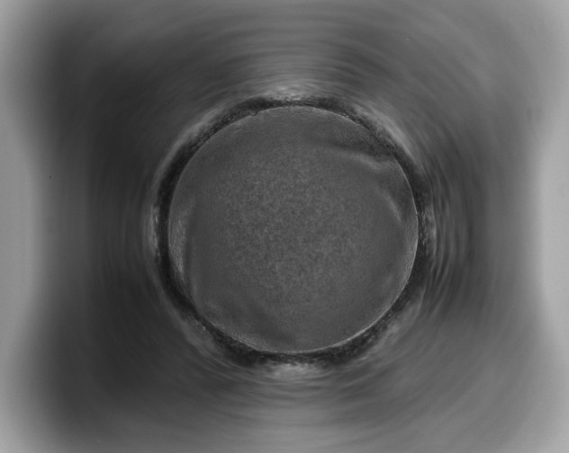 X0000099570400200805301544