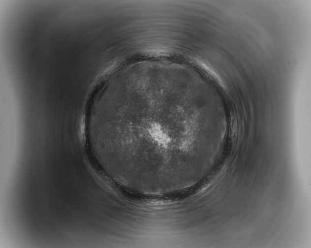 X0000099570494200805301543