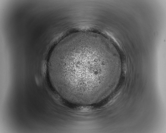 X0000099570495200805301543