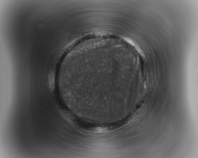 X0000099570496200805301543