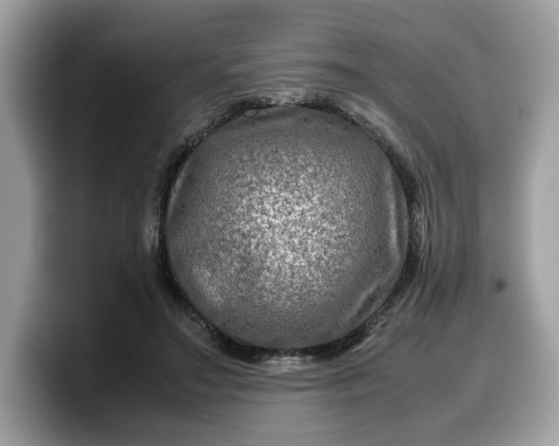 X0000099570499200805301543