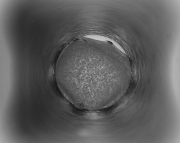 X0000099570523200805301543