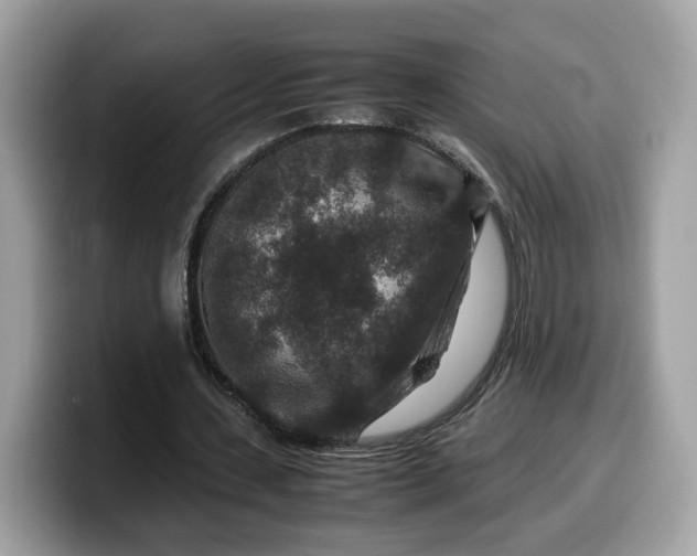 X0000099570531200805301542