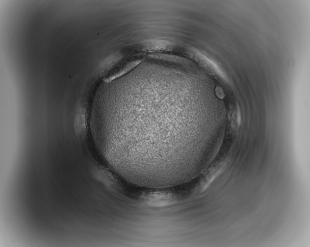 X0000099570546200805301542