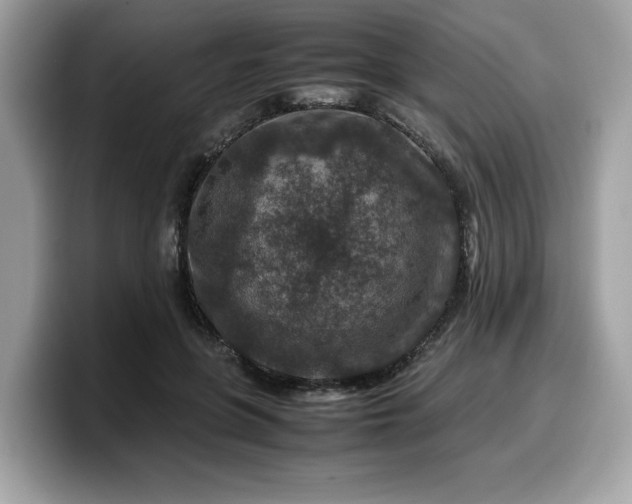 X0000099570551200805301542