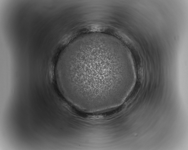 X0000099570554200805301542