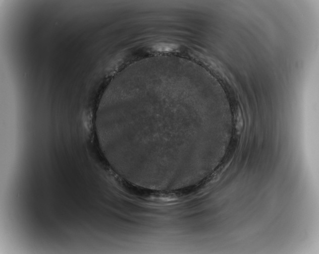X0000099570559200805301542
