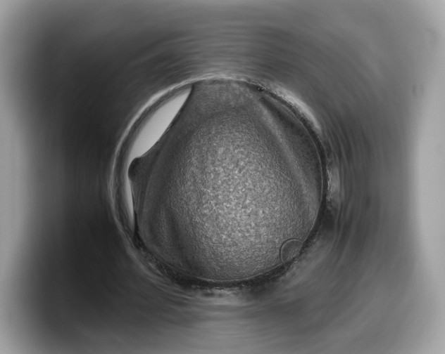X0000099570580200805301542