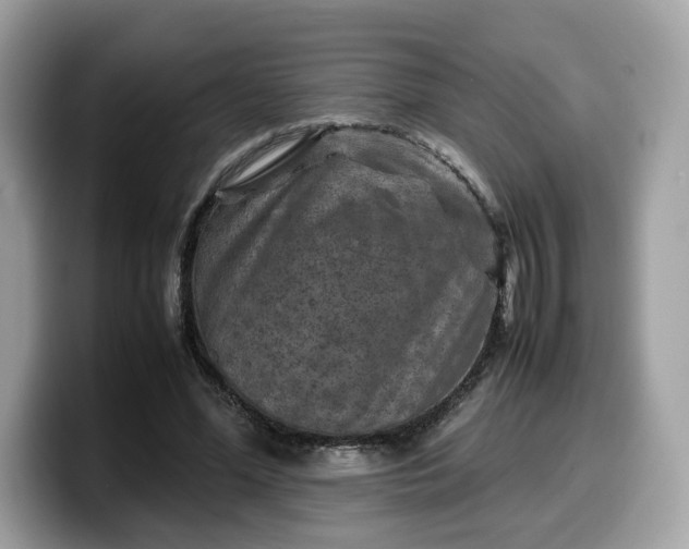 X0000099570588200805301542