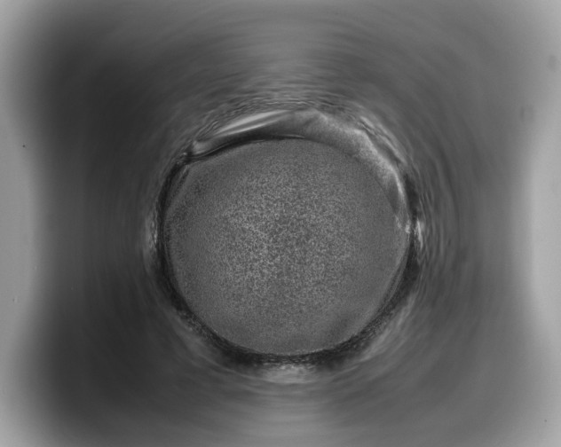 X0000099570593200805301542