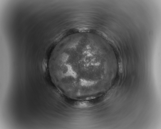 X0000099570618200805301542