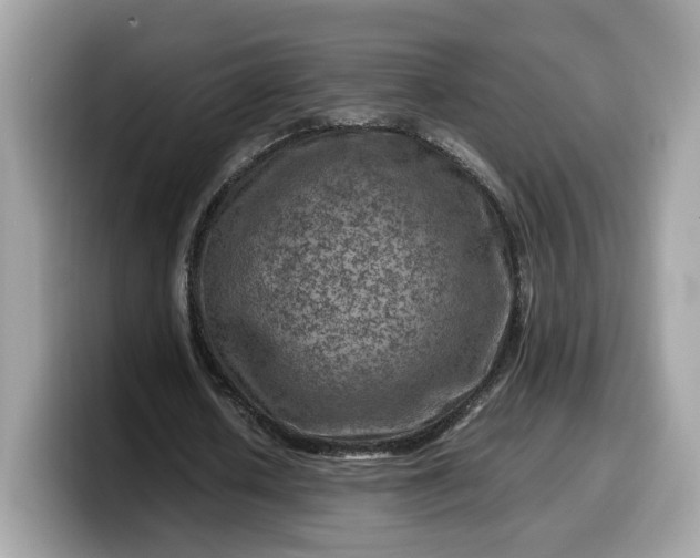 X0000099570626200805301541