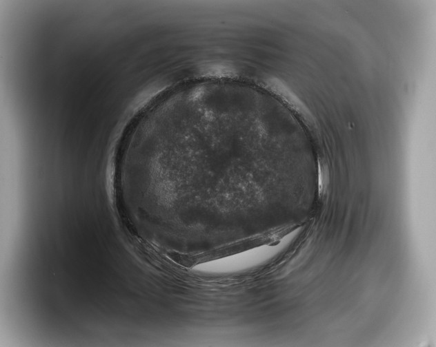 X0000099570627200805301541