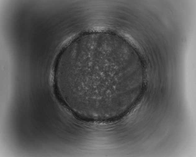 X0000099570640200805301541