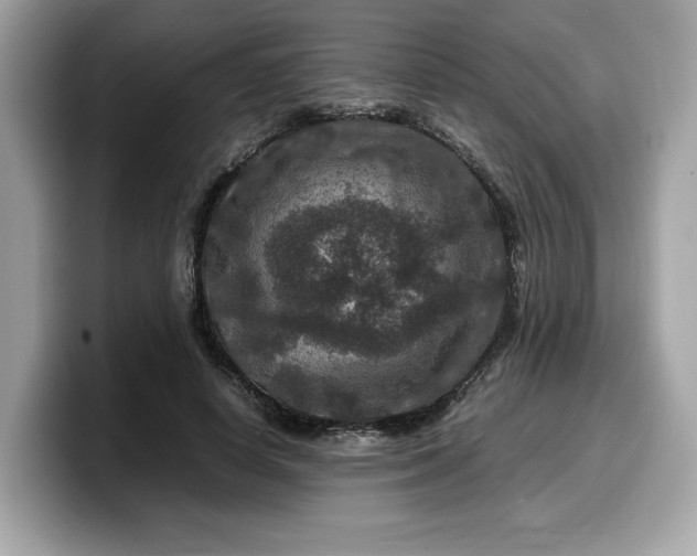 X0000099570642200805301541
