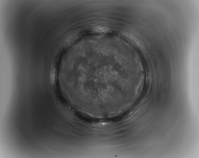 X0000099570647200805301541