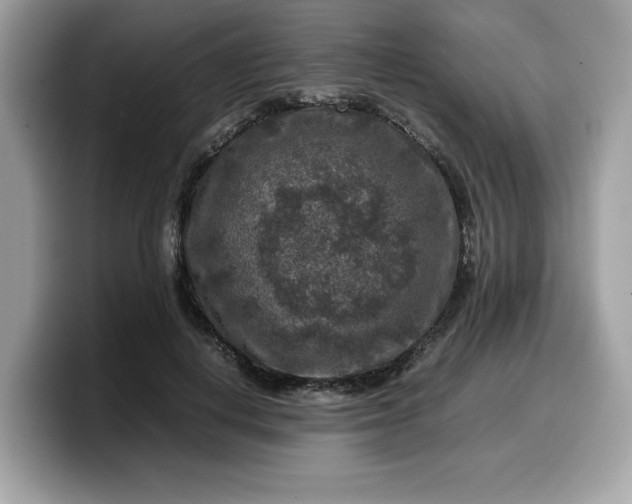 X0000099570648200805301541