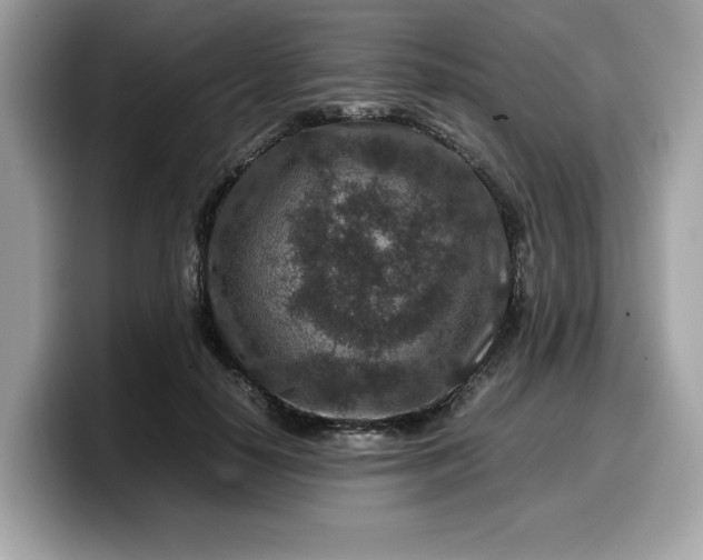 X0000099570650200805301541