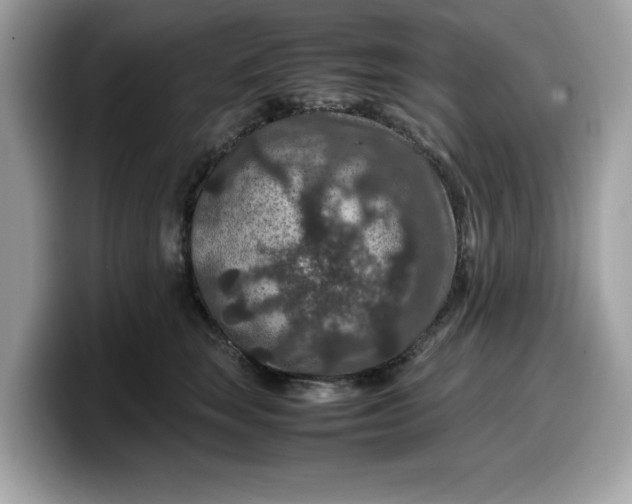X0000099570663200805301541