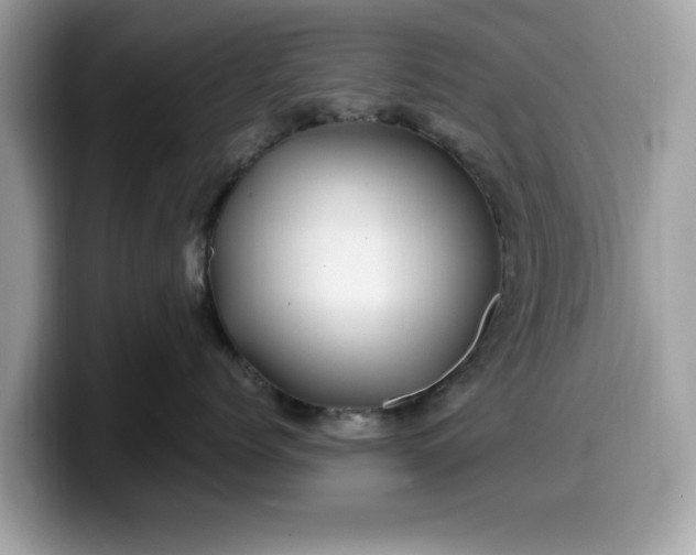 X0000099570768200805301540