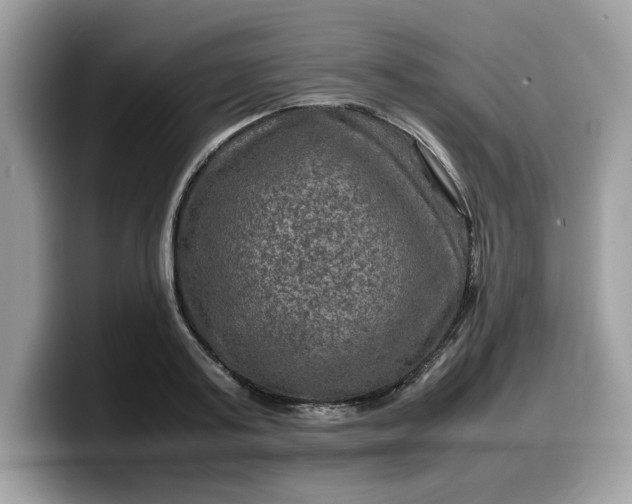X0000099570795200805301539