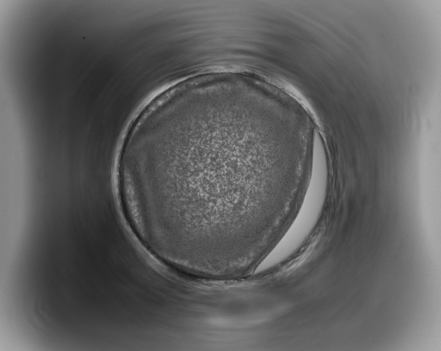 X0000099570803200805301539