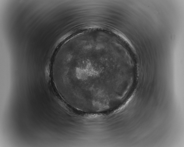 X0000099570826200805301539