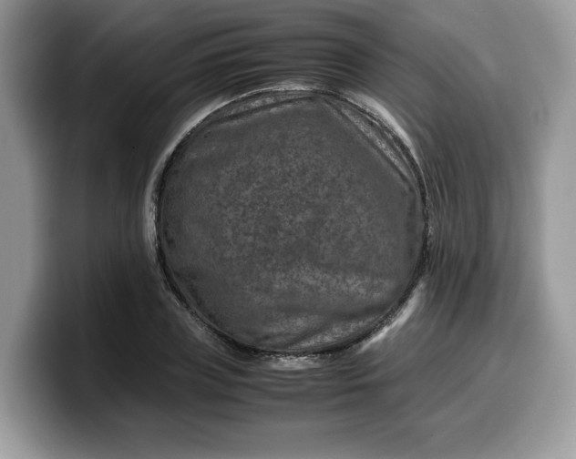 X0000099570835200805301539