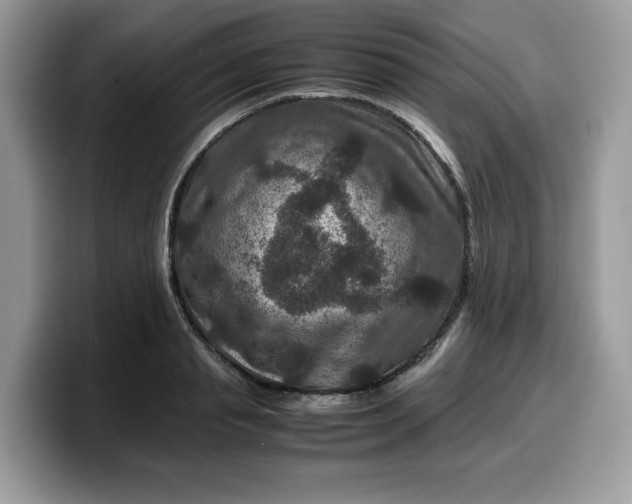 X0000099570845200805301539