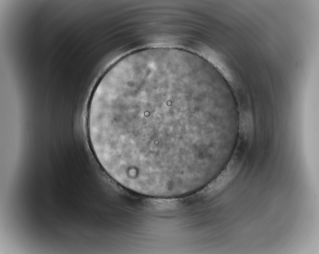 X0000099570856200805301539
