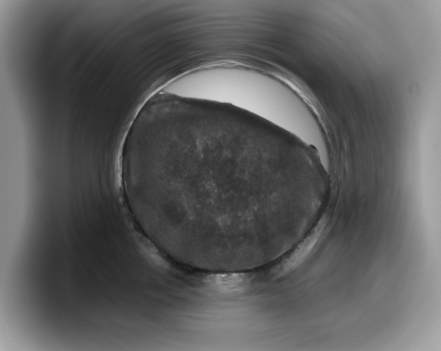 X0000099570858200805301539