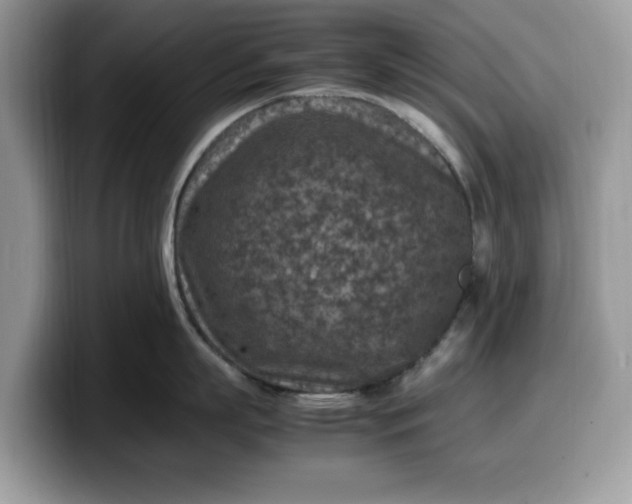 X0000099570863200805301539
