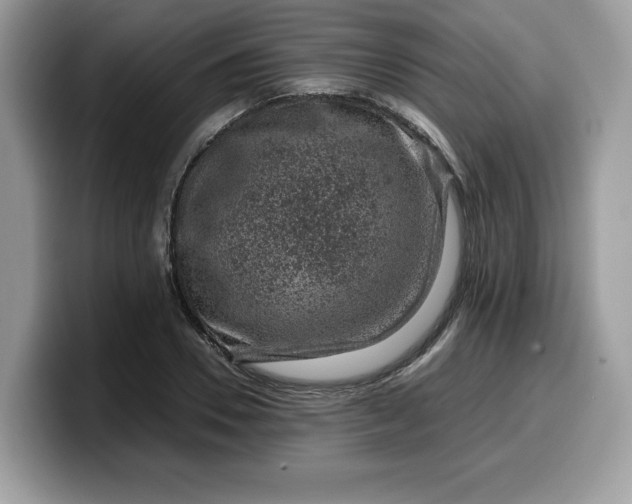 X0000099570930200805301538
