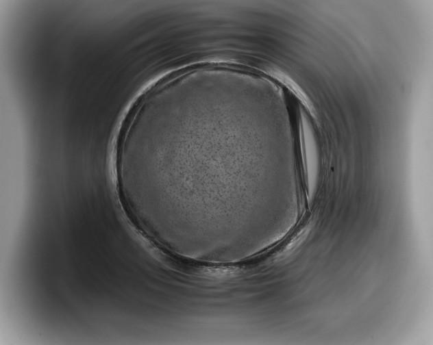 X0000099570939200805301538