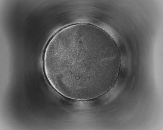 X0000099570950200805301538