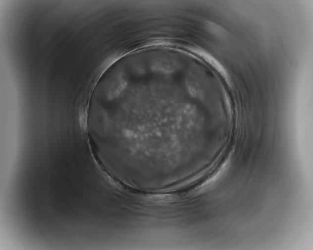 X0000099570953200805301538