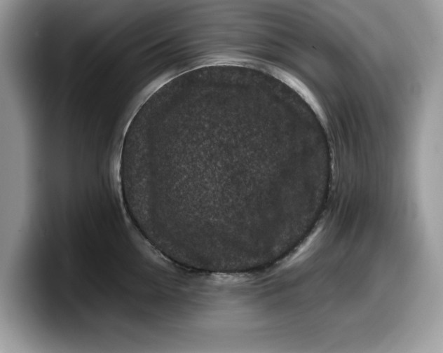 X0000099570954200805301538
