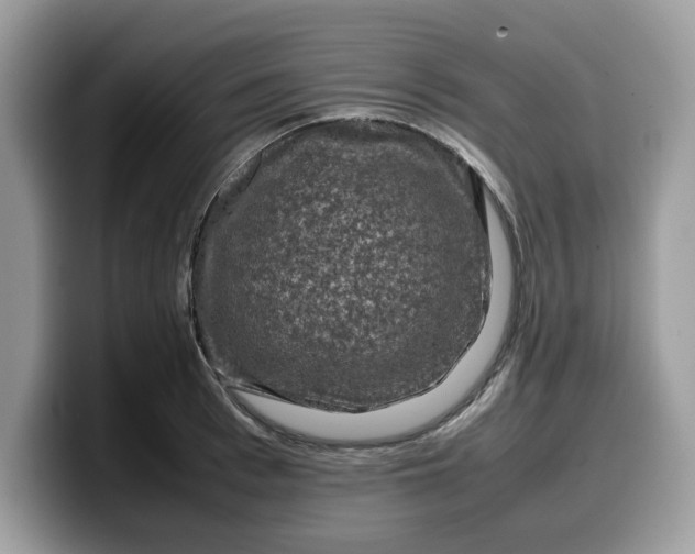 X0000099570993200805301537