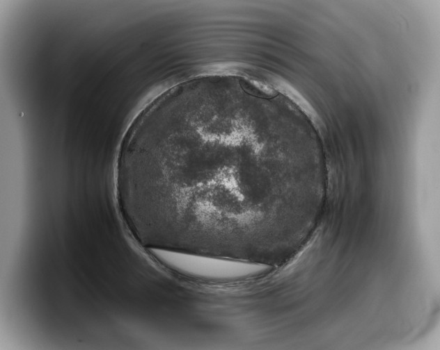 X0000099570994200805301537
