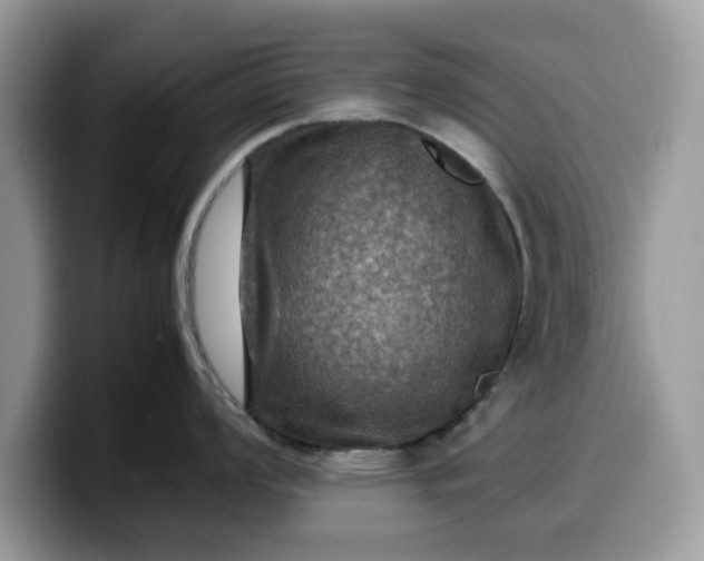 X0000099571008200805301537
