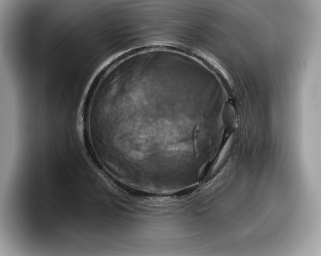 X0000099571024200805301536