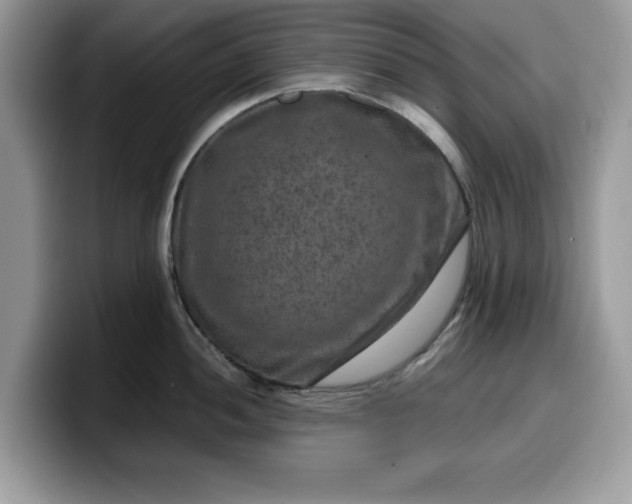 X0000099571052200805301537