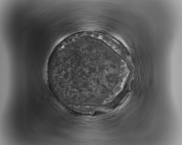 X0000099571071200805301536