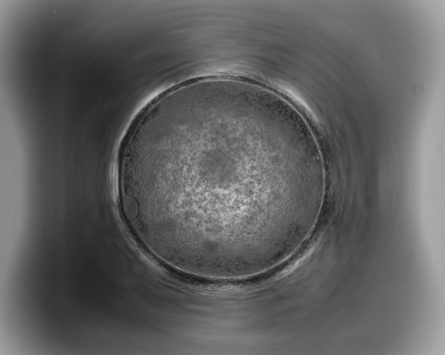 X0000099571079200805301536